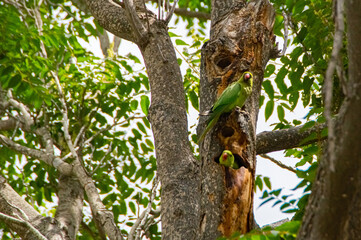 Obraz premium two green parrots on tree, Jerusalem, Israel