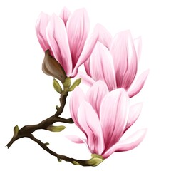 pink Flower tulip Magnolia bloom realistic isolated illustration. colourful Floral sketch, design for Flowers shop logo or print. cute botanical tattoo 