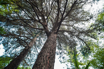 dos pinos grandes vistos desde abajo mirando el cielo entre sus ramas