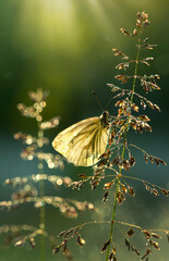 Motyl Bielinek Bytomkowiec na trawach w rosie