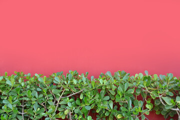 canteiro de plantas verdes em fundo vermelho 