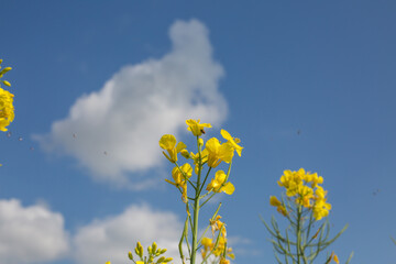 Obraz premium Rapsfeld im Sommer