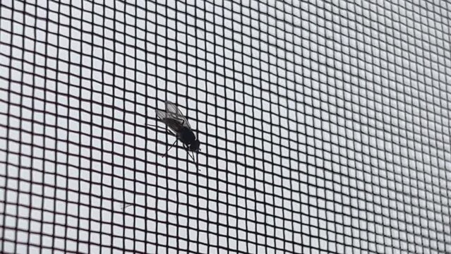 The fly sits on a mosquito net that prevents it from entering the house.