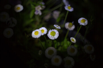 Bellis nachts im Garten