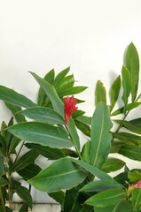 planta ornamental verde com flor desabrochada vermelha 