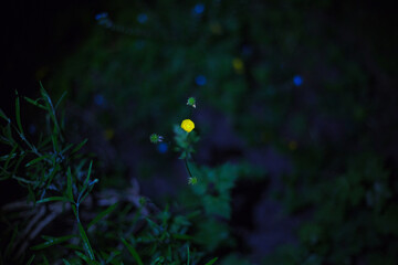 Butterblume nachts im Garten