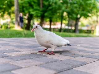 A beautiful white pigeon on the road of the city park