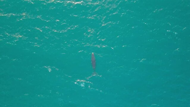 Aerial view of a dolphin along the Devil's Kitchen cliff coastline, Noosa Heads, Queensland, Australia.