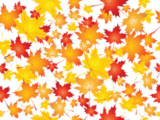 Fototapeta premium Background of falling Maple leaves