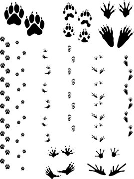 Paw prints and tracks of five different animals. Top Row Left to right: Dog, Wolverine, Raccoon. Bottom Row: Opossum, Frog.    Vectors are all clean objects easy to color or add background. All non-bl