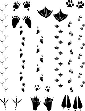 Paw prints and tracks of six different animals. Top Row Left to right: Black Bear, Seagull, Cat. Bottom Row: Crow, Beaver, Black Tailed Deer    Vectors are all clean objects easy to color or add backg