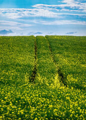Blooming yellow rapeseed field