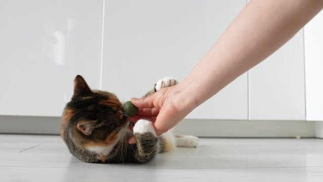 Playful kitty sniff toy from catnip in owners hand. Multicoloured cat play with ball from dark green catmint. Useful entertainment for pets. Love house animals. Buy toy for tomcat. Tomcat go nuts