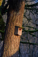 Birdhouse on the Tree in the Sun