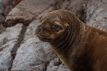 Sea lion in Isla Ballestas, Peru
