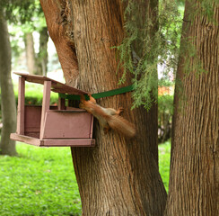 Squirrel near feeder in Bishkek Park, Kyrgyzstan
