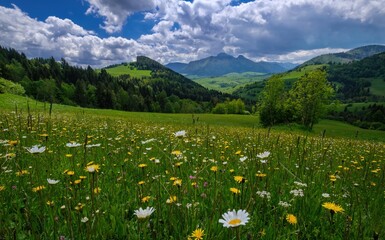 Obraz premium Meadow full of beautiful mountain flowers in the background of the Mala Fatra mountains. Discover the spring beauty of the mountains.
