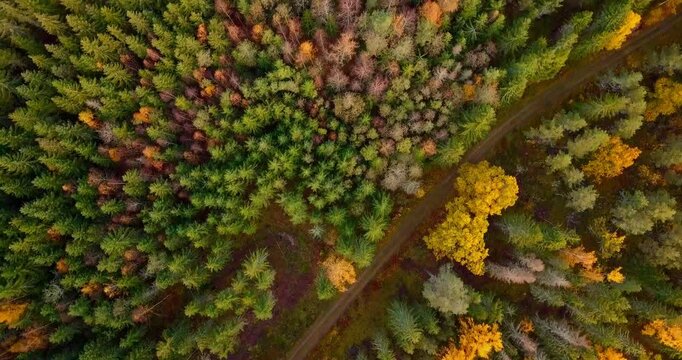 Aerial view of an off road path across the forest with autumn colours in Sweden.