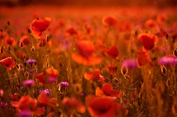Fototapete Backstein Colorful field of poppies and cornflowers in warm light