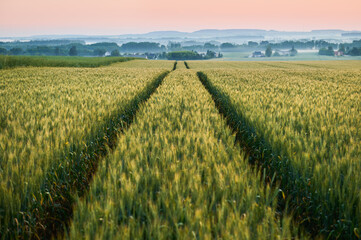 Tractor tracks on a green grain field near the forest