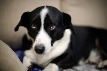 Sad black and white dog looking down from under the eye;  sitting on the couch.