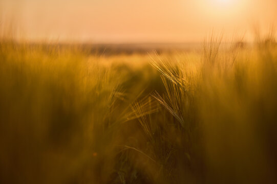 Ripe ears of barley in the field