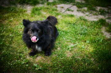 A black dog licking his nose with a pink tongue that sits on the green grass