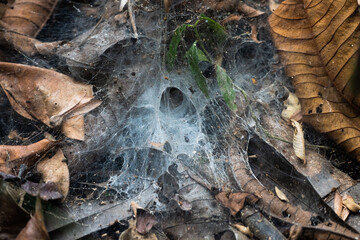 Funnel web spider by nest in Iquitos, Peru