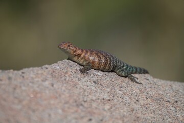 Granite Spiny Lizard