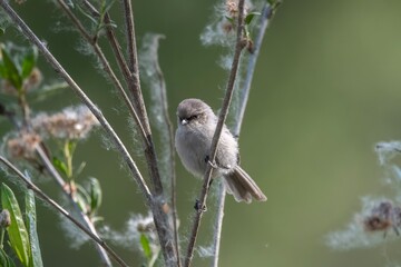 Bushtit on a Branch