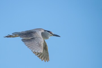 Black-Crowned Night Heron