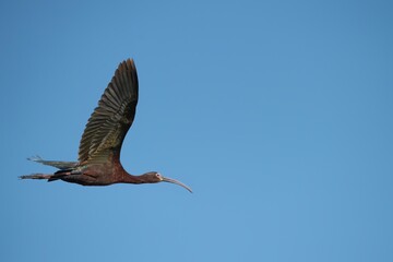 Glossy Ibis in Flight