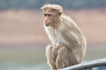 Cute Monkey sitting near tourist place. Amazing photo with beautiful background.
