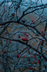 red berries in snow