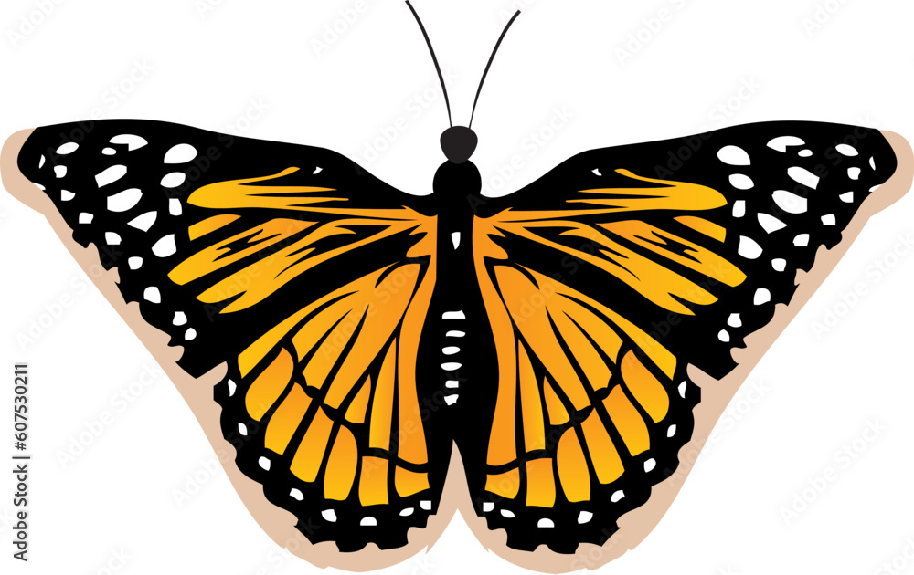 Poster Butterfly vector