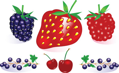 Vector Berry Collection (Fully resizable and editable)