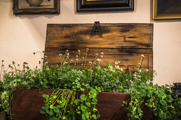 Old wooden box with a lid planted with various green plants