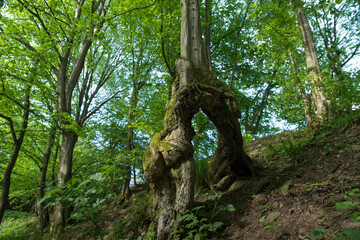 A bizarre tree trunk in the forest.