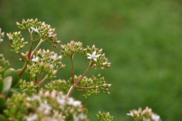 flores desabrochadas 