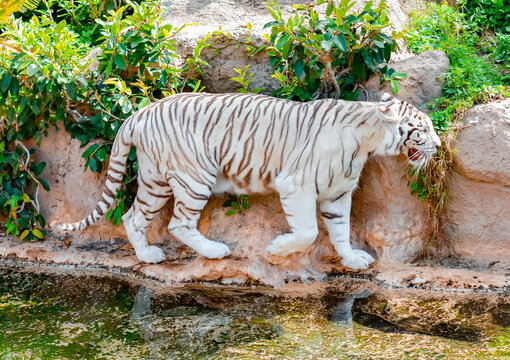 White (Bleached) Bengal tiger in Loro Park, Tenerife, Spain