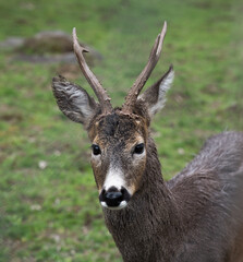 Naklejka na ściany i meble Close-up portrait of a male roe deer.