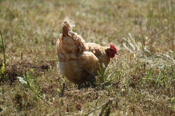 Free Range Chickens 1