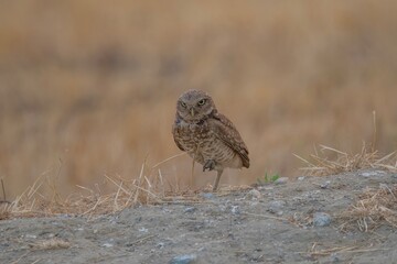 Burrowing Owl