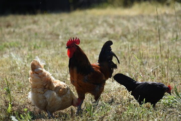 Free Range Chickens 4