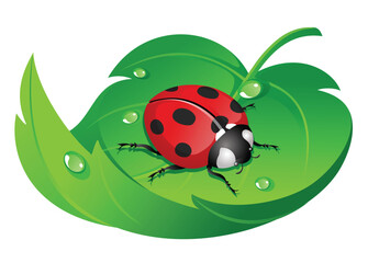 ladybug on white