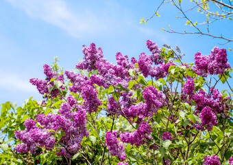 Obraz premium Colorful lilac blossom and flower