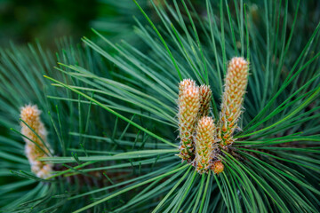 Green branch of pine with young fresh sprouts in close-up