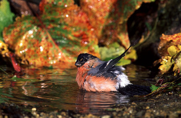 Bullfinch Male , ciuffolotto, (Pyrrhula pyrrhula)	