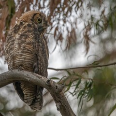 Great Horned Owl Looking Down