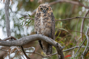 Great Horned Owl Eye Contact